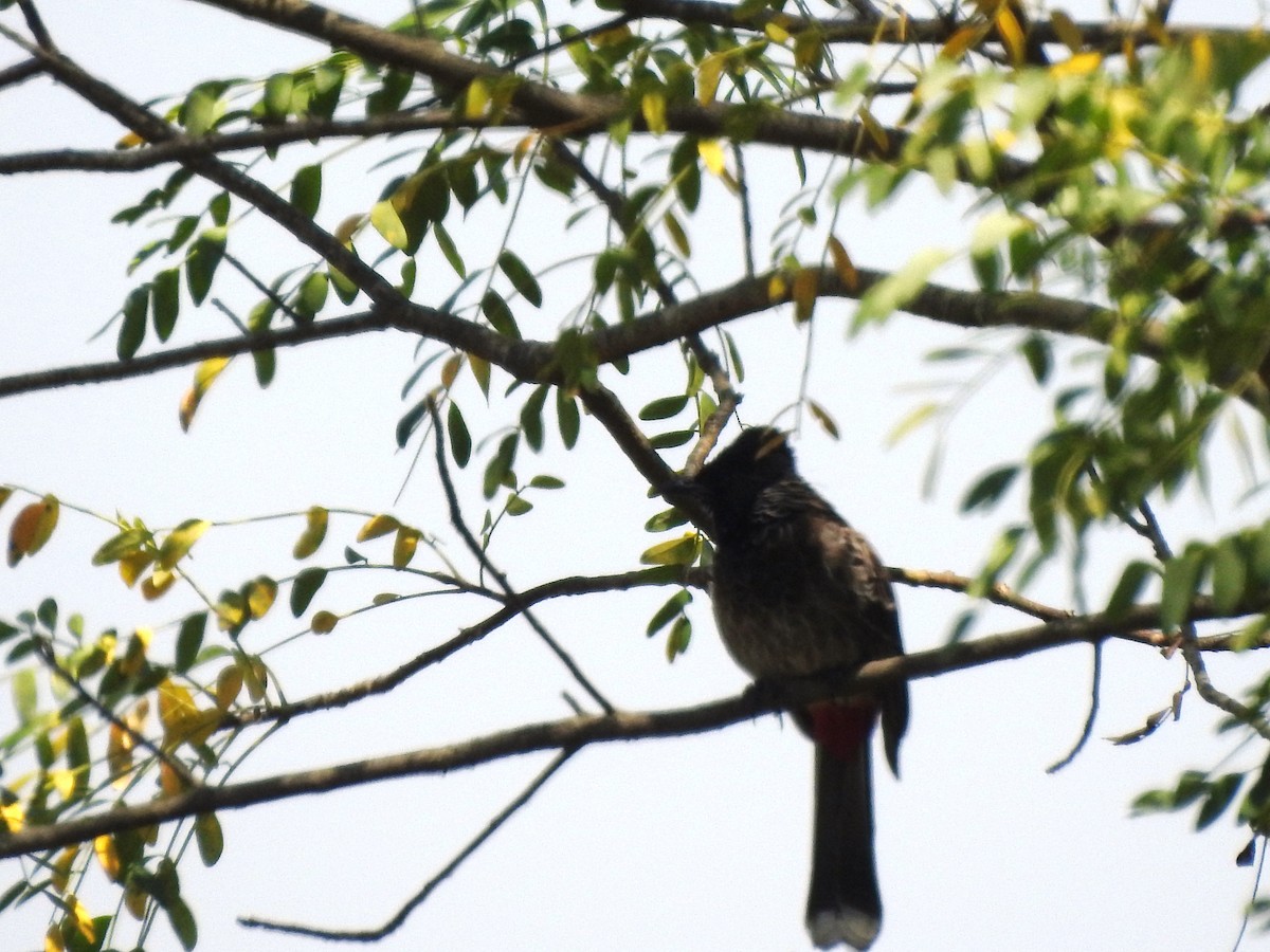 Red-vented Bulbul - ML540054411