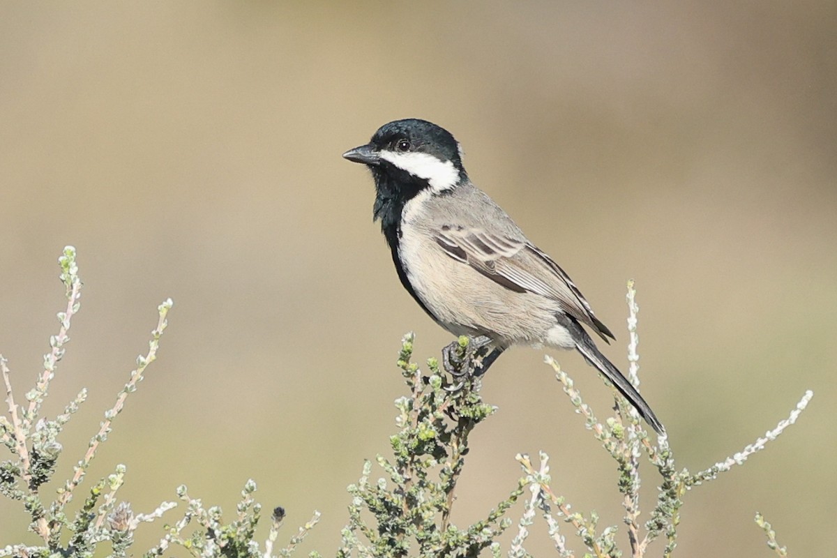 Gray Tit - Daniel Engelbrecht - Birding Ecotours