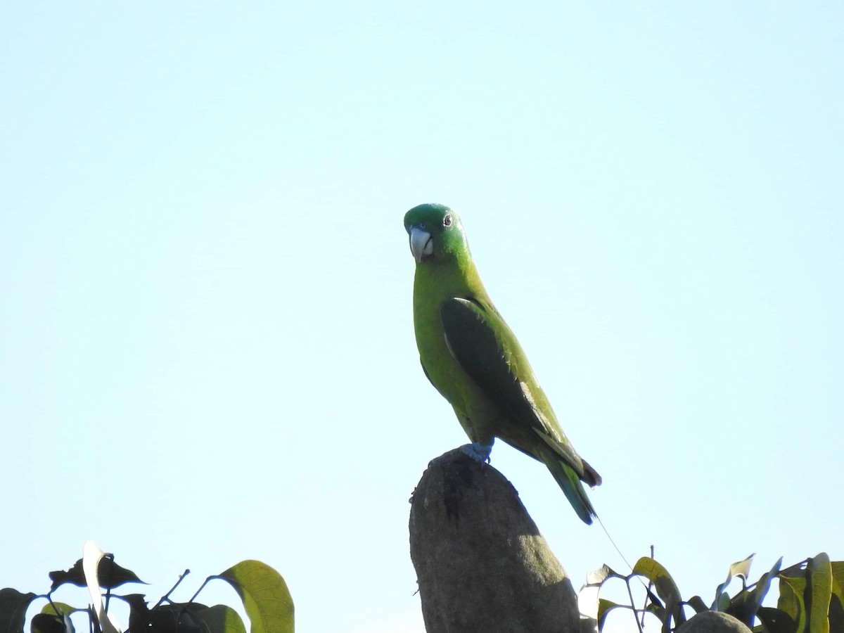 Blue-crowned Racquet-tail - ML540058521