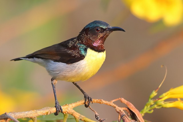 Purple-rumped sunbird - eBird