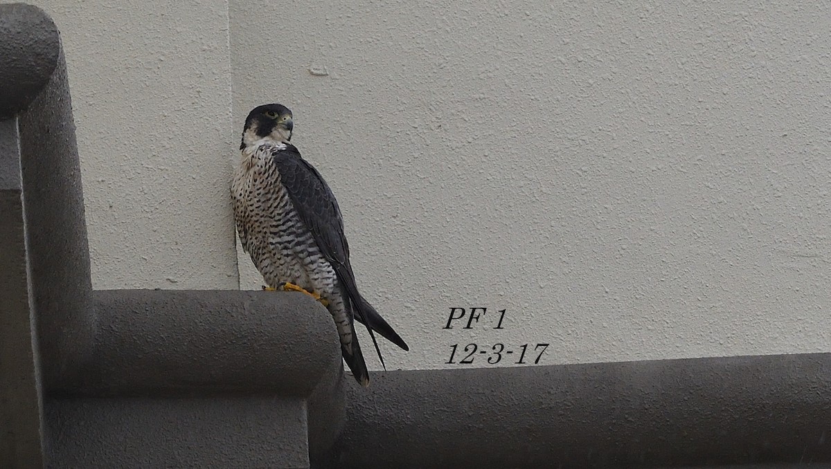 Peregrine Falcon - ML54006031