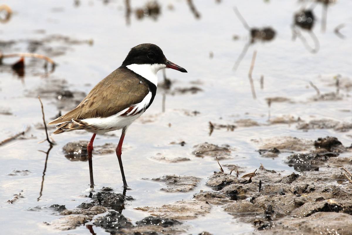 Red-kneed Dotterel - ML540060841