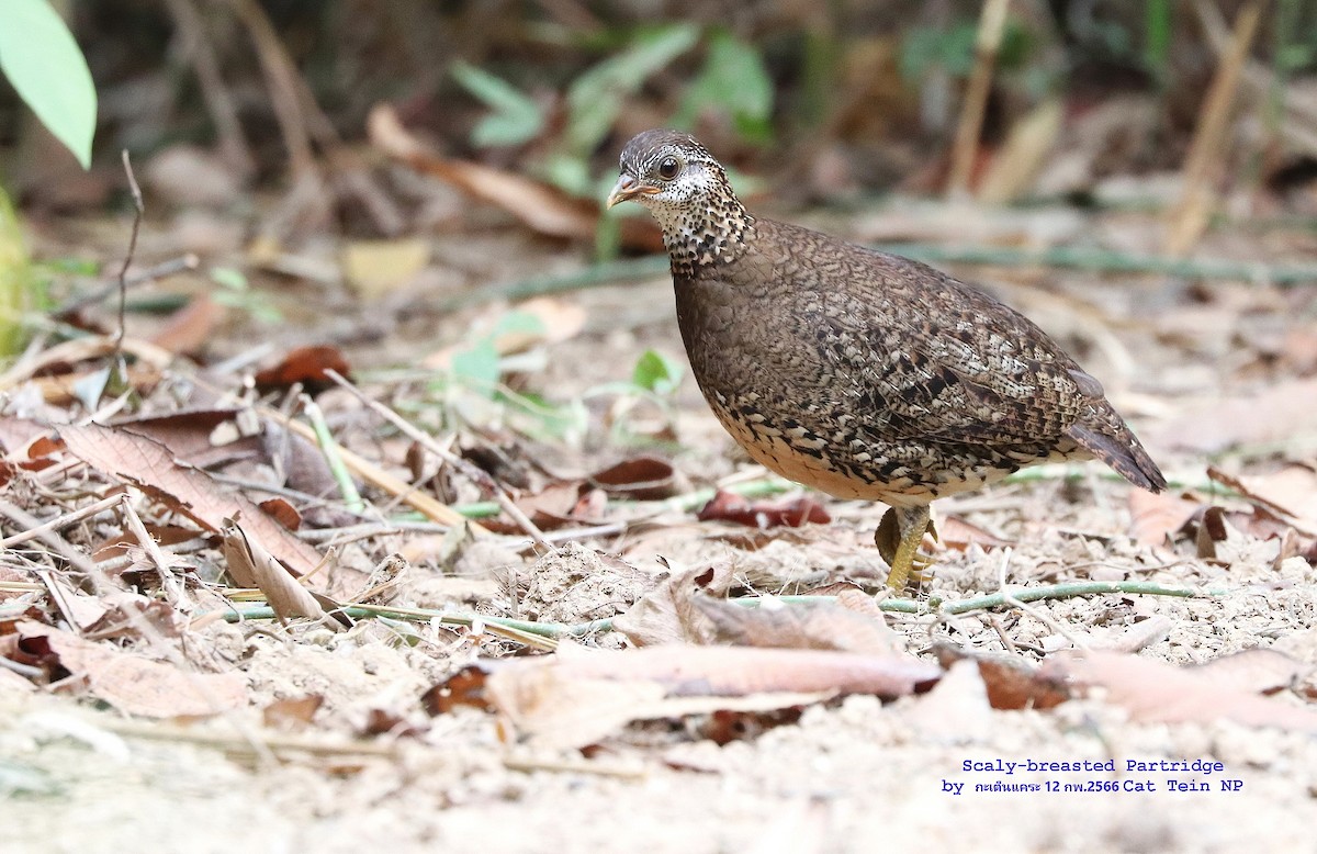 Scaly-breasted Partridge - ML540062671