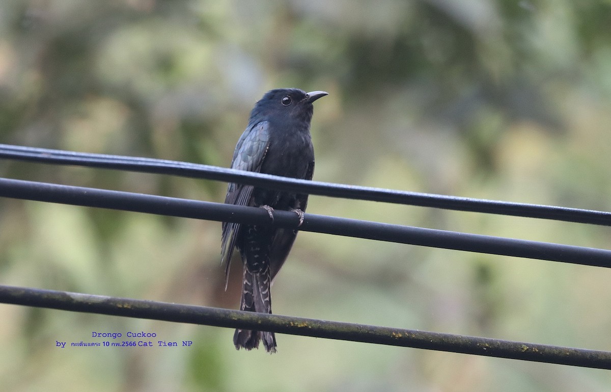 Square-tailed Drongo-Cuckoo - Argrit Boonsanguan