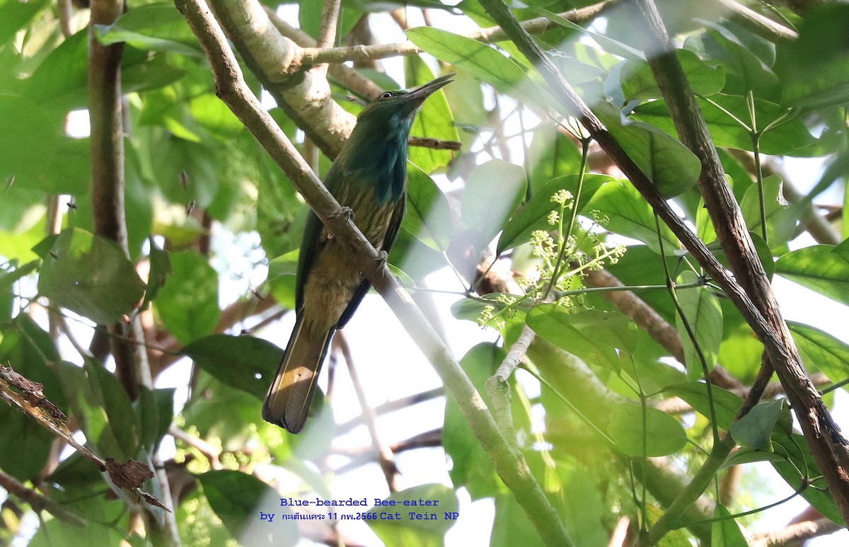 Blue-bearded Bee-eater - ML540063881