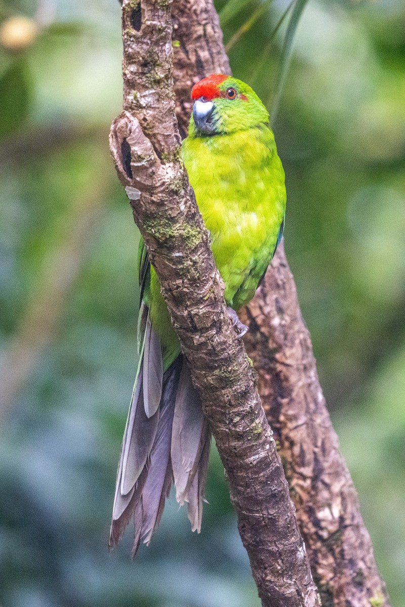 Norfolk Island Parakeet - Duncan Henderson