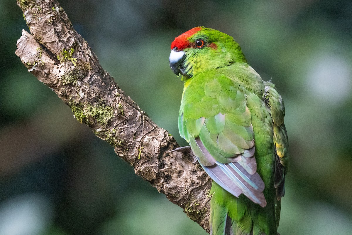 Norfolk Island Parakeet - Duncan Henderson