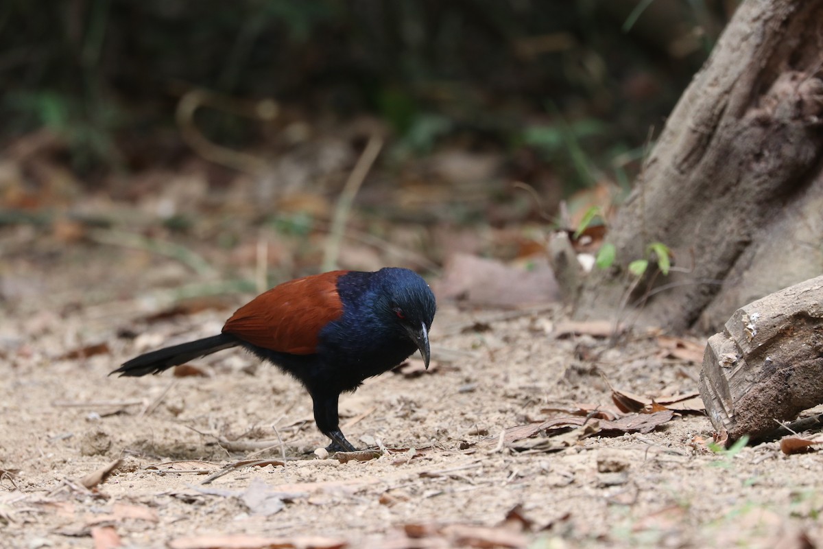 Greater Coucal - ML540067261