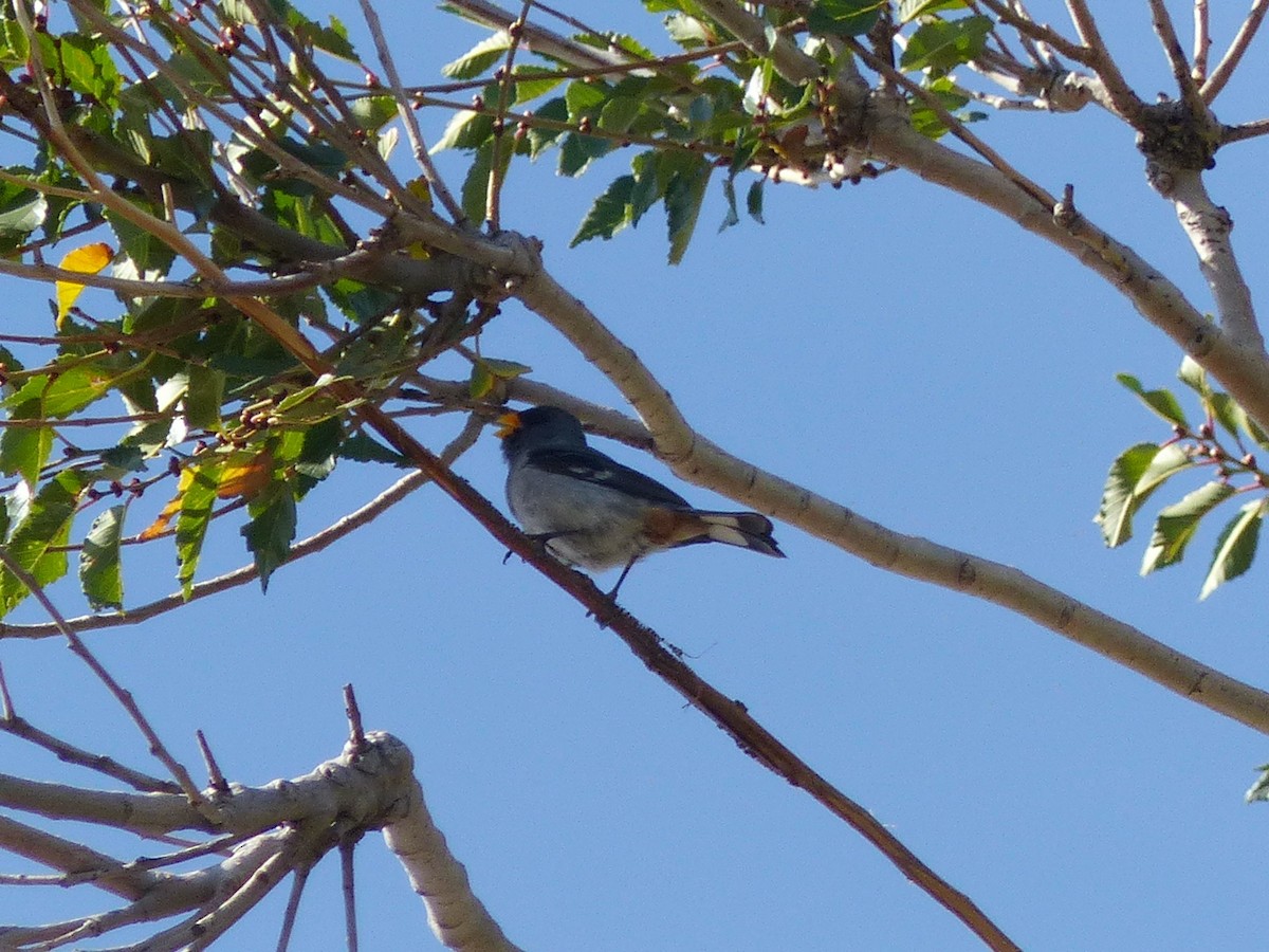 Band-tailed Seedeater - ML540068111