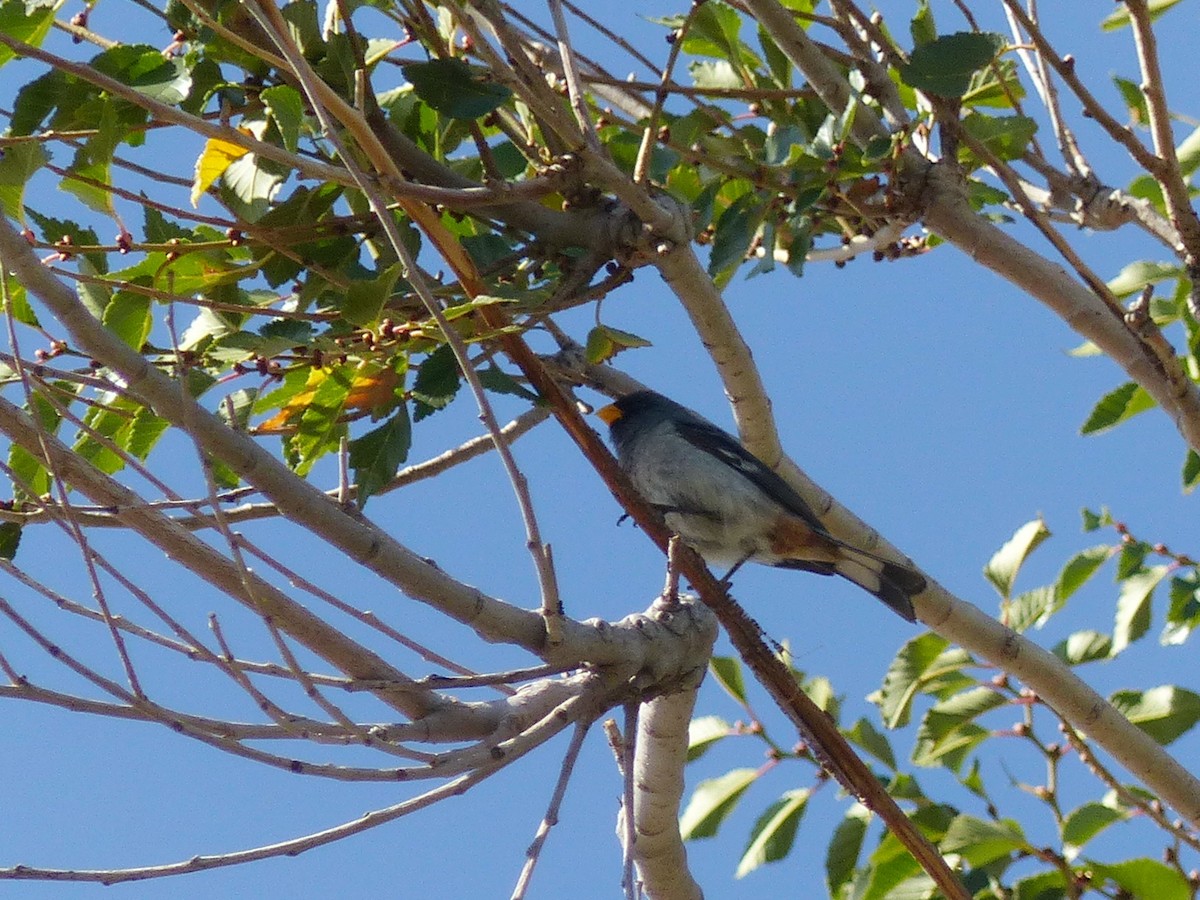 Band-tailed Seedeater - ML540068121