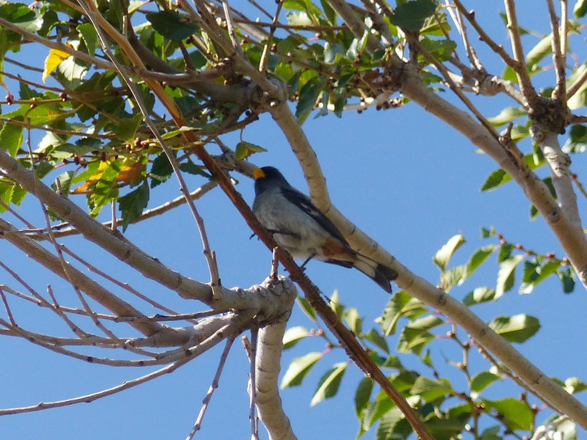 Band-tailed Seedeater - ML540068131