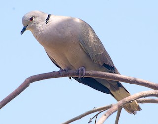 Eurasian Collared-Dove, ML540068221