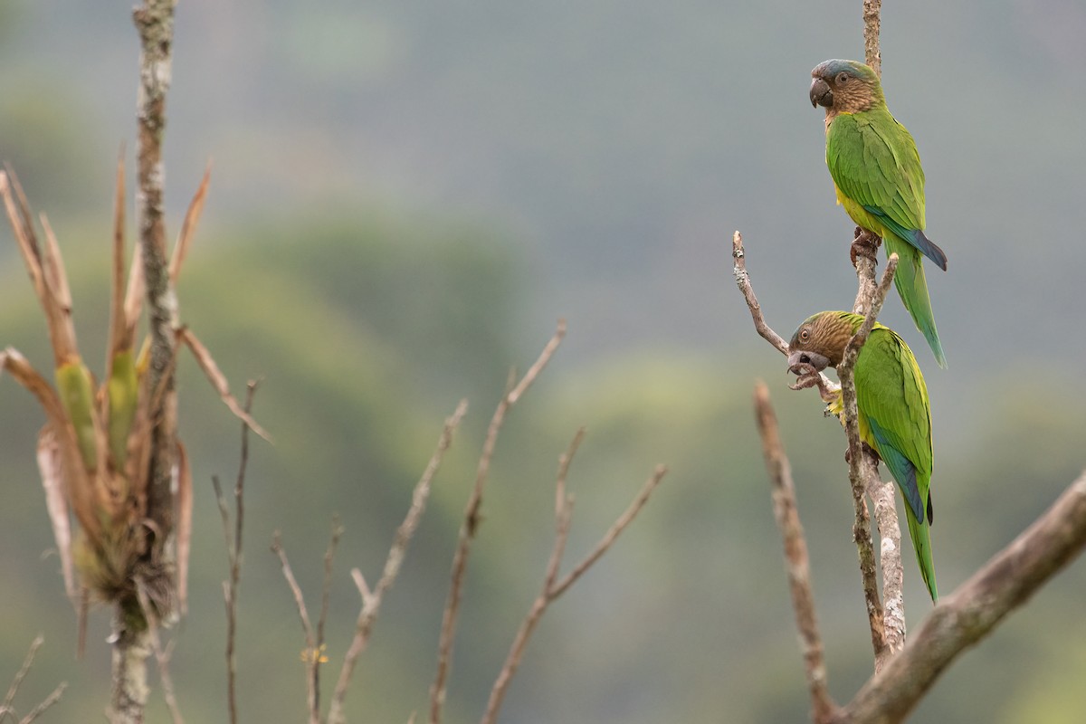 Brown-throated Parakeet - George Armistead | Hillstar Nature