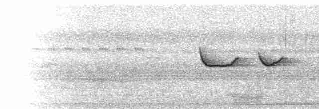  - Mishana Tyrannulet