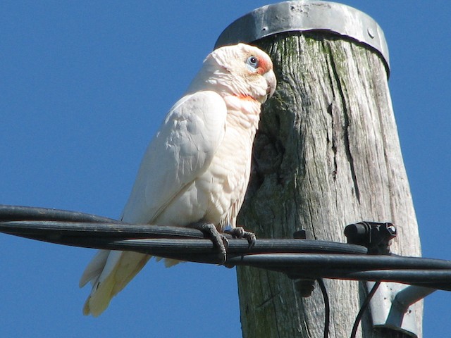 雑種 テンジクバタン ｘ アカビタイムジオウム Ebird