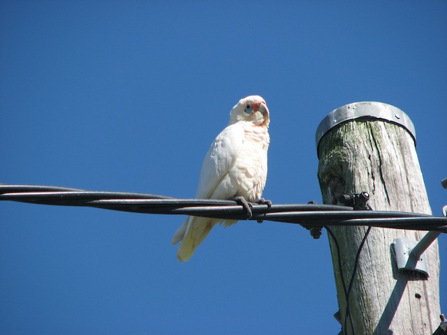 雑種 テンジクバタン ｘ アカビタイムジオウム Ebird