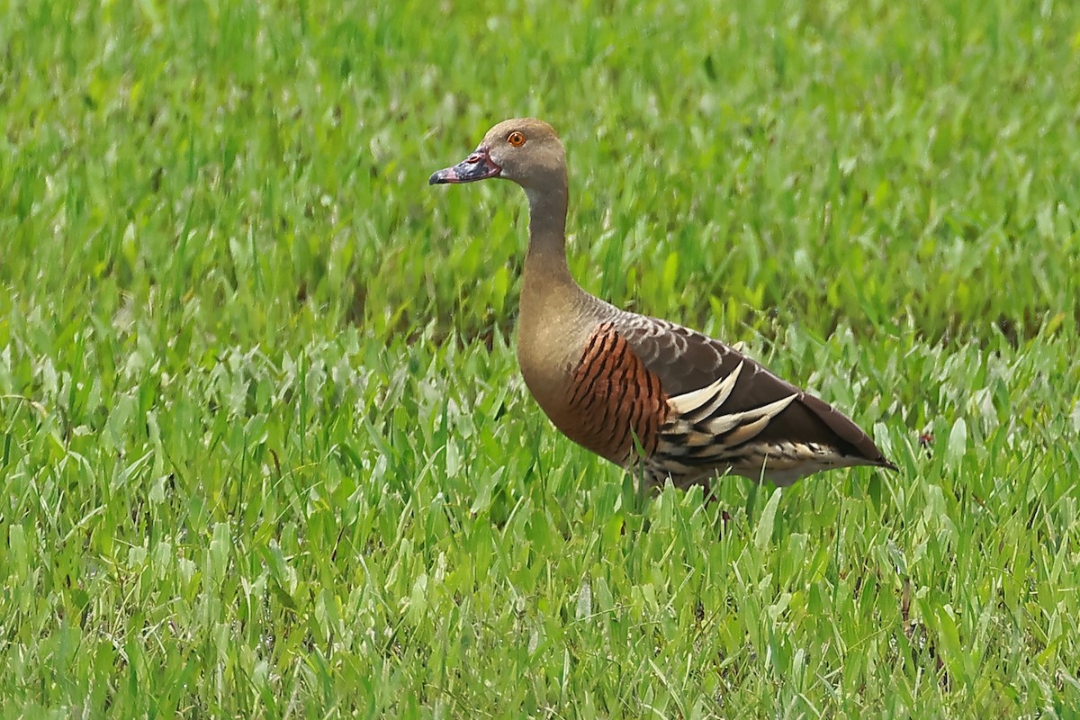 eBird Checklist - 27 Feb 2023 - France Rd Turf Farm (Edmonton) - 18 species