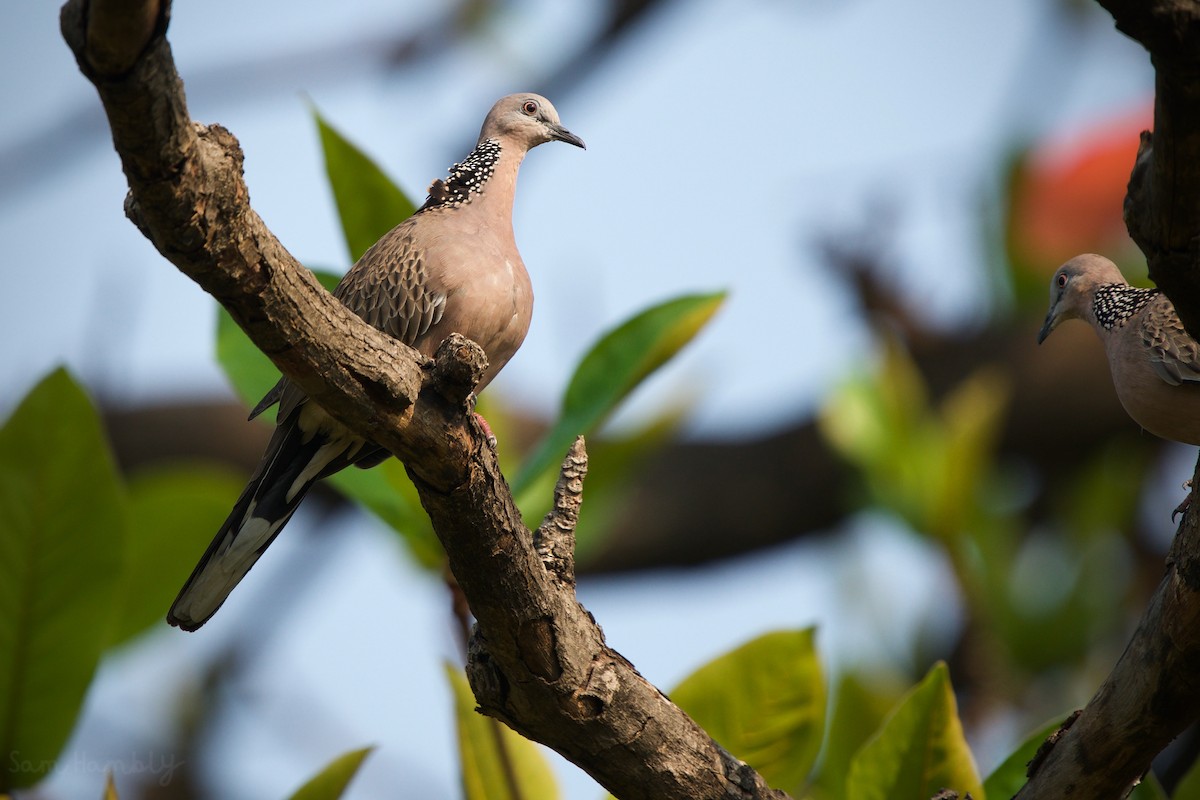 Spotted Dove (Eastern) - ML540081121