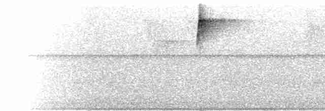  - Handsome Fruiteater