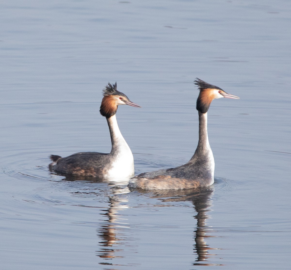 Great Crested Grebe - ML540089781