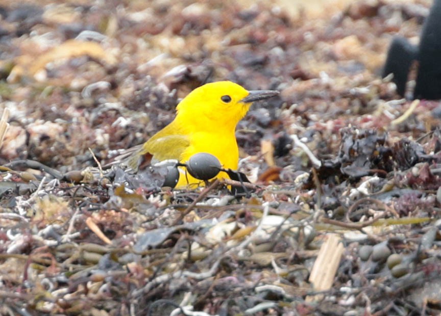 Prothonotary Warbler - ML54009101