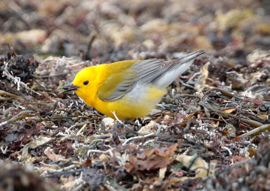 Prothonotary Warbler - ML54009111