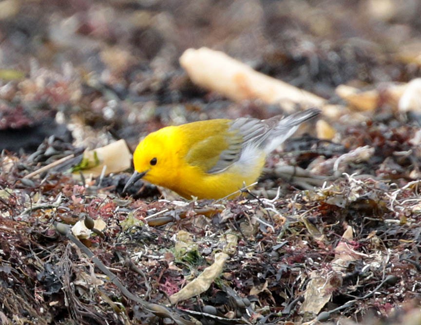 Prothonotary Warbler - ML54009121