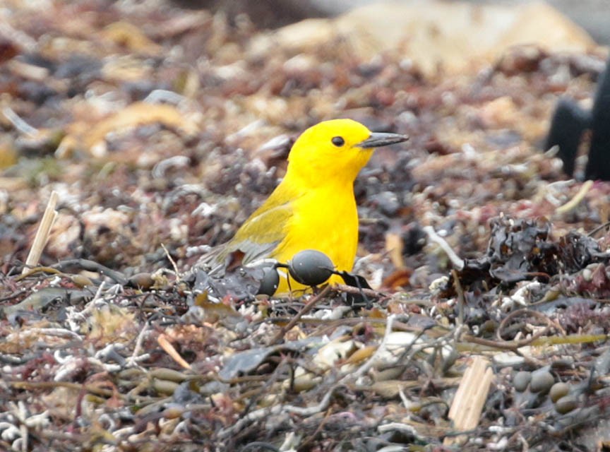 Prothonotary Warbler - ML54009131
