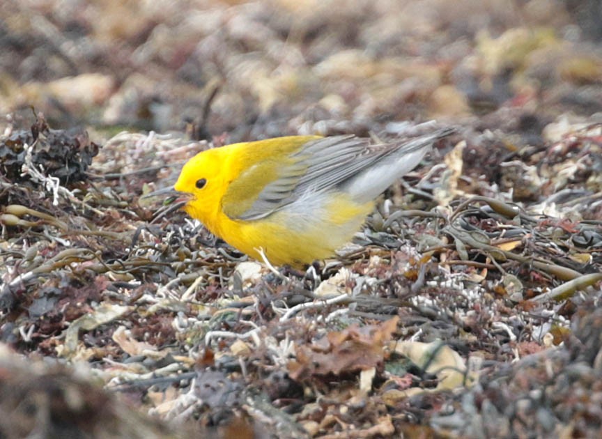 Prothonotary Warbler - ML54009141