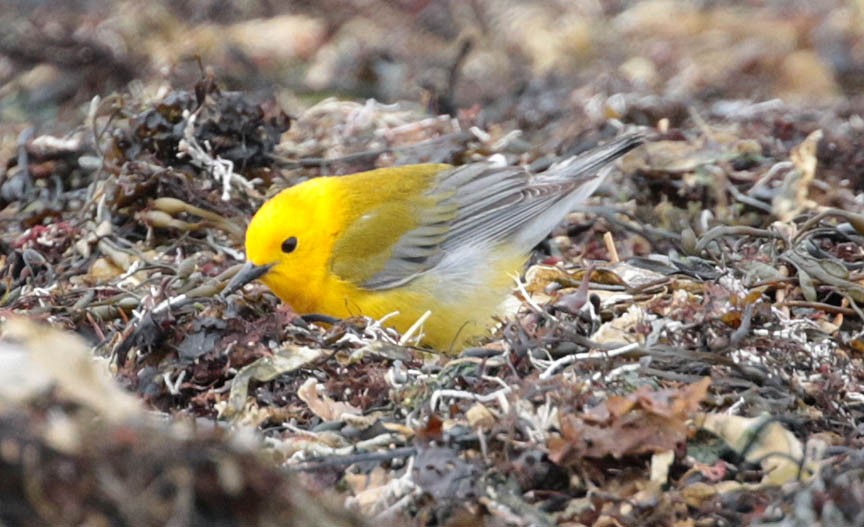 Prothonotary Warbler - ML54009151
