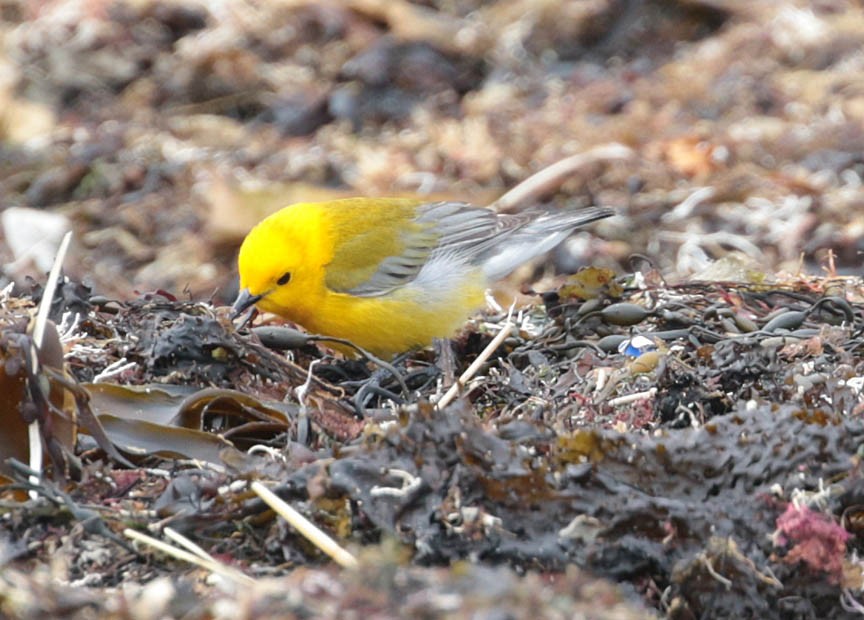 Prothonotary Warbler - ML54009161
