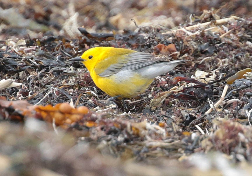 Prothonotary Warbler - ML54009171