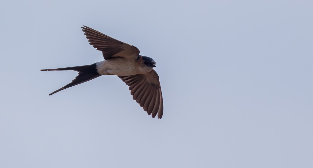 Red-rumped Swallow - Francisco Pires