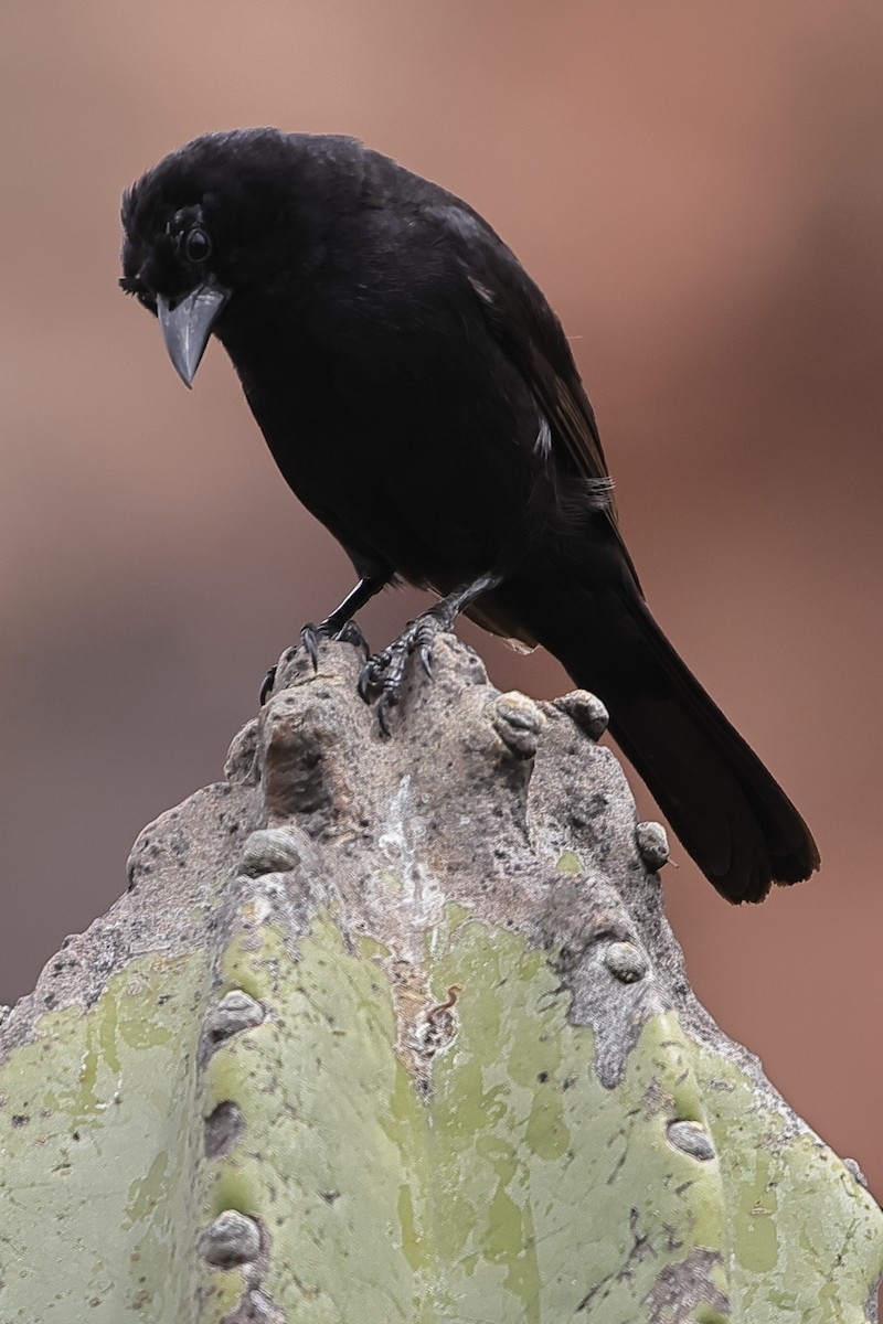Bolivian Blackbird - ML540096771