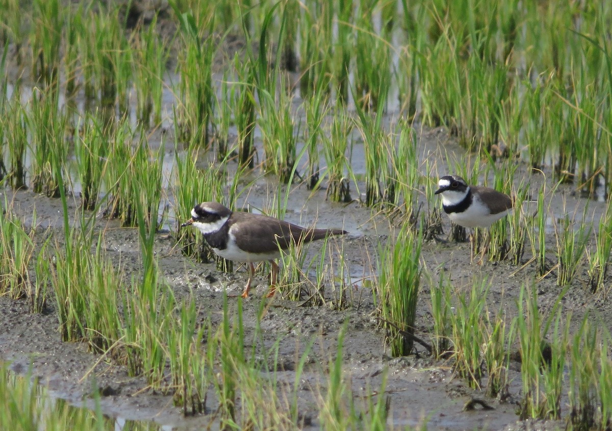 Common Ringed Plover - Liao Tzu-Chiang