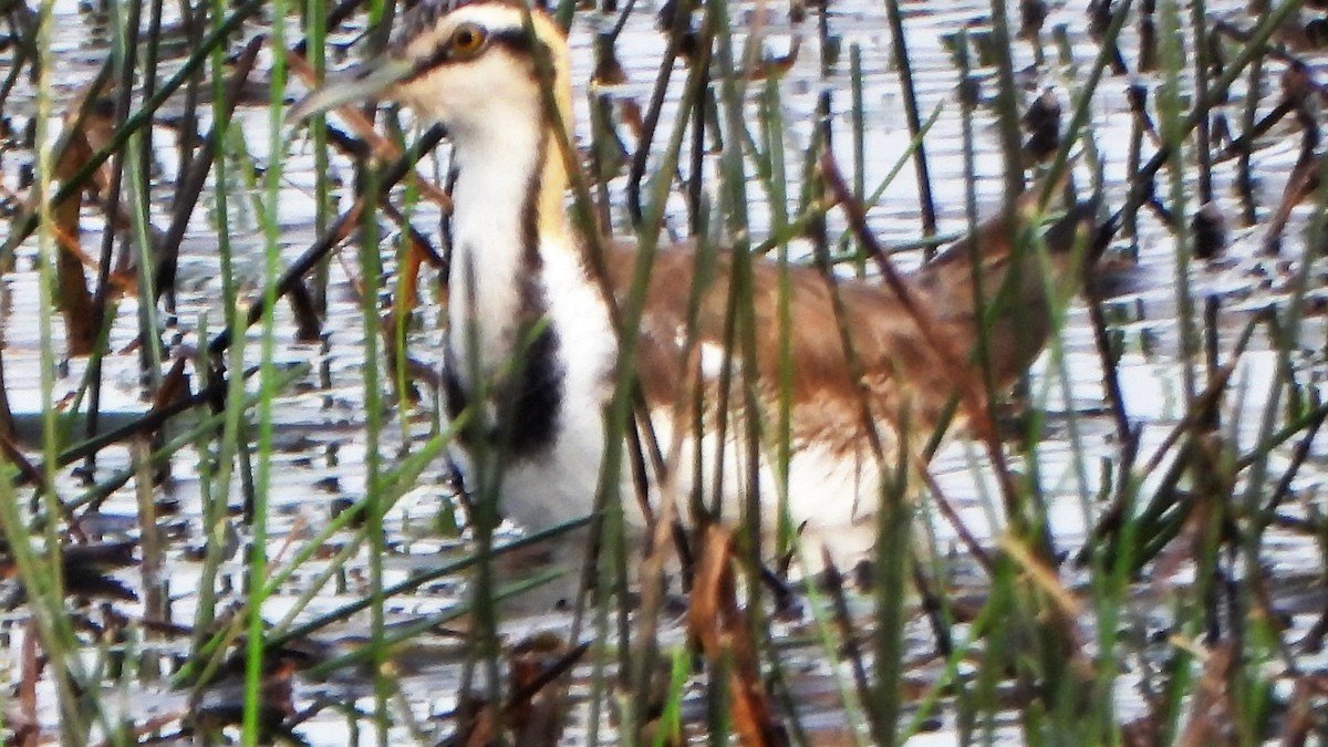 Pheasant-tailed Jacana - ML540104671