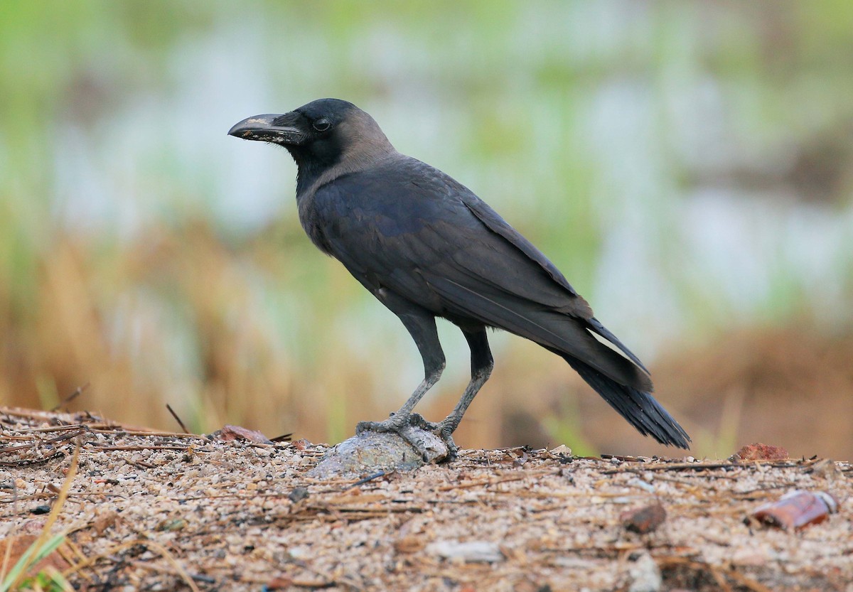 House Crow - Neoh Hor Kee