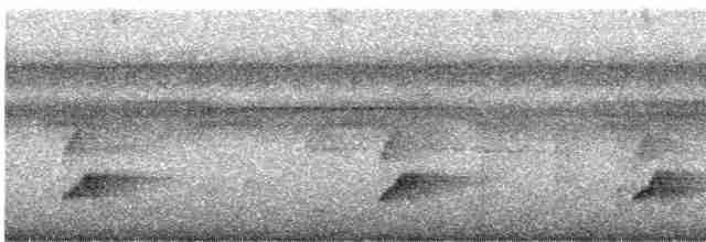 Spot-tailed Antwren - ML540106041