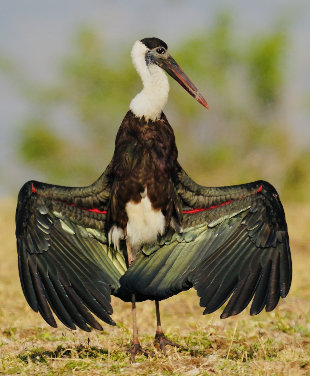 Asian Woolly-necked Stork - Praveen Chavan