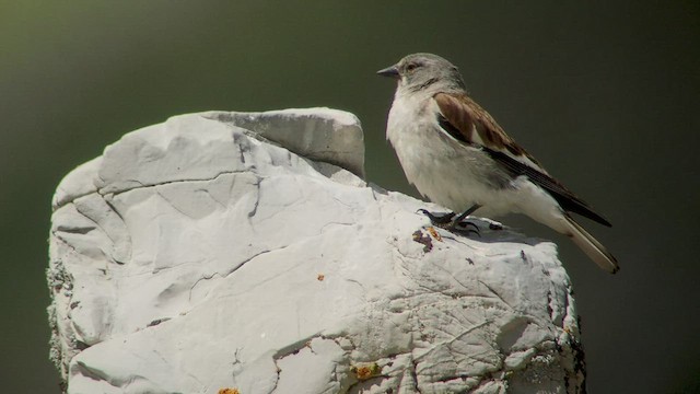 White-winged Snowfinch - ML540113451