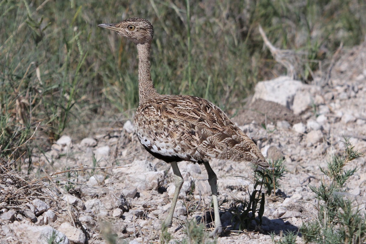 Red-crested Bustard - Ray Turnbull