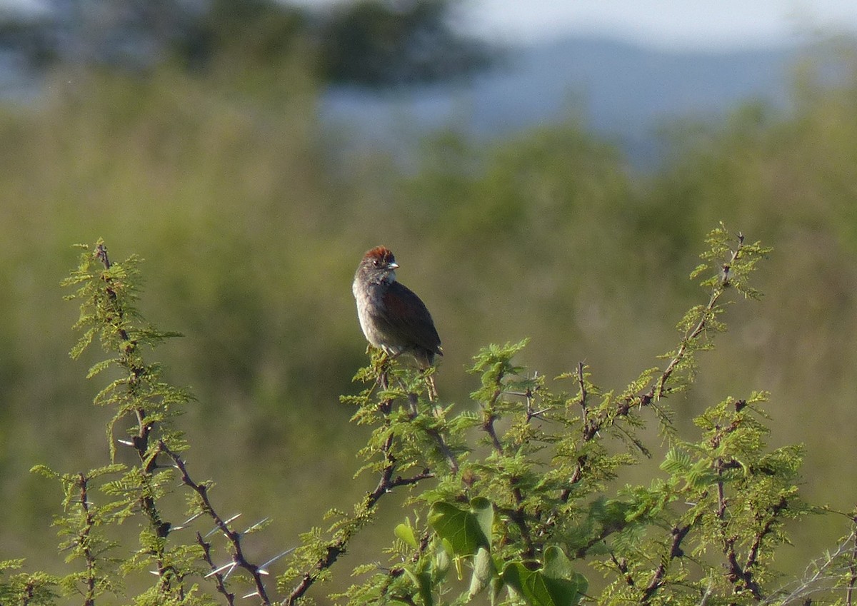Pale-breasted Spinetail - ML540115591