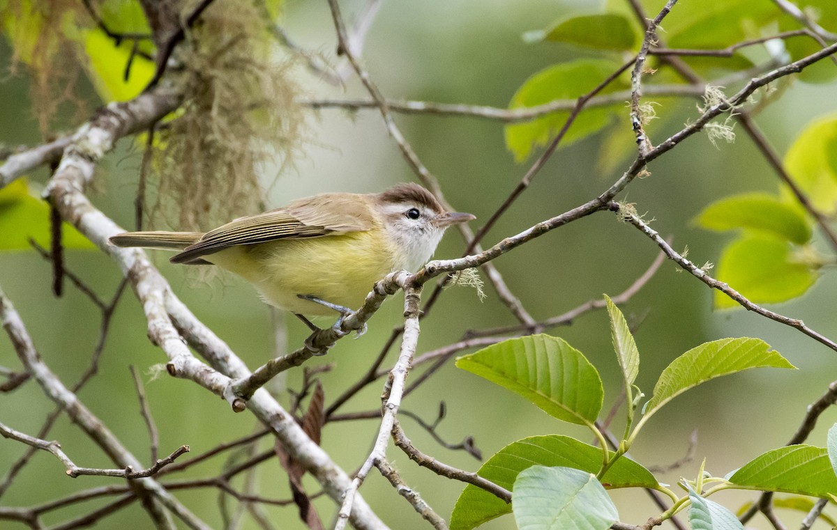 Brown-capped Vireo - Melissa James