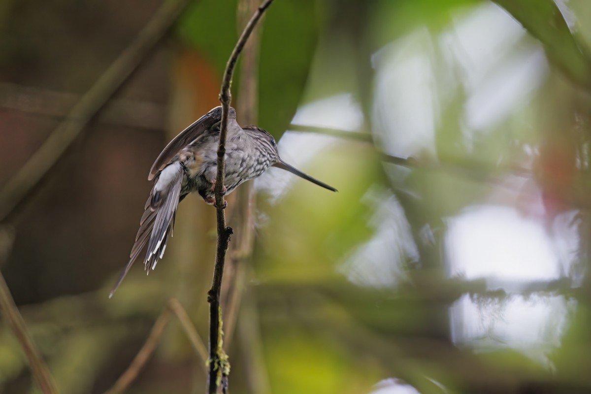 kolibřík háčkozobý - ML540122161