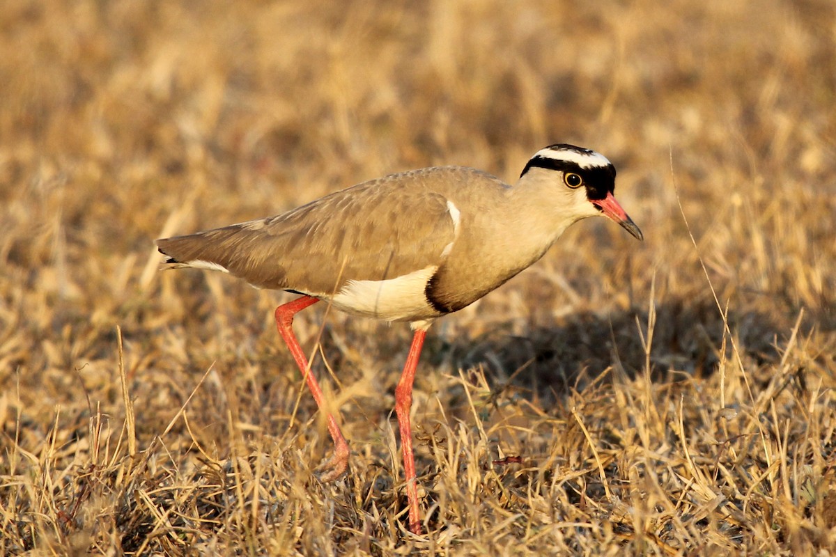 Crowned Lapwing - Ray Turnbull
