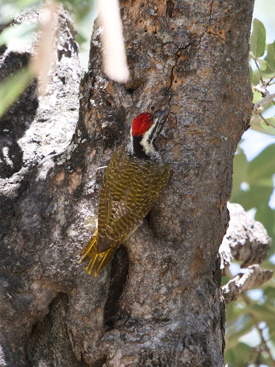 Bearded Woodpecker - Brigitte Tombers
