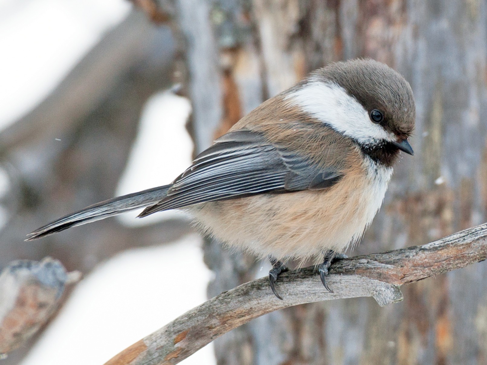 Black-capped Chickadee Identification, All About Birds, Cornell