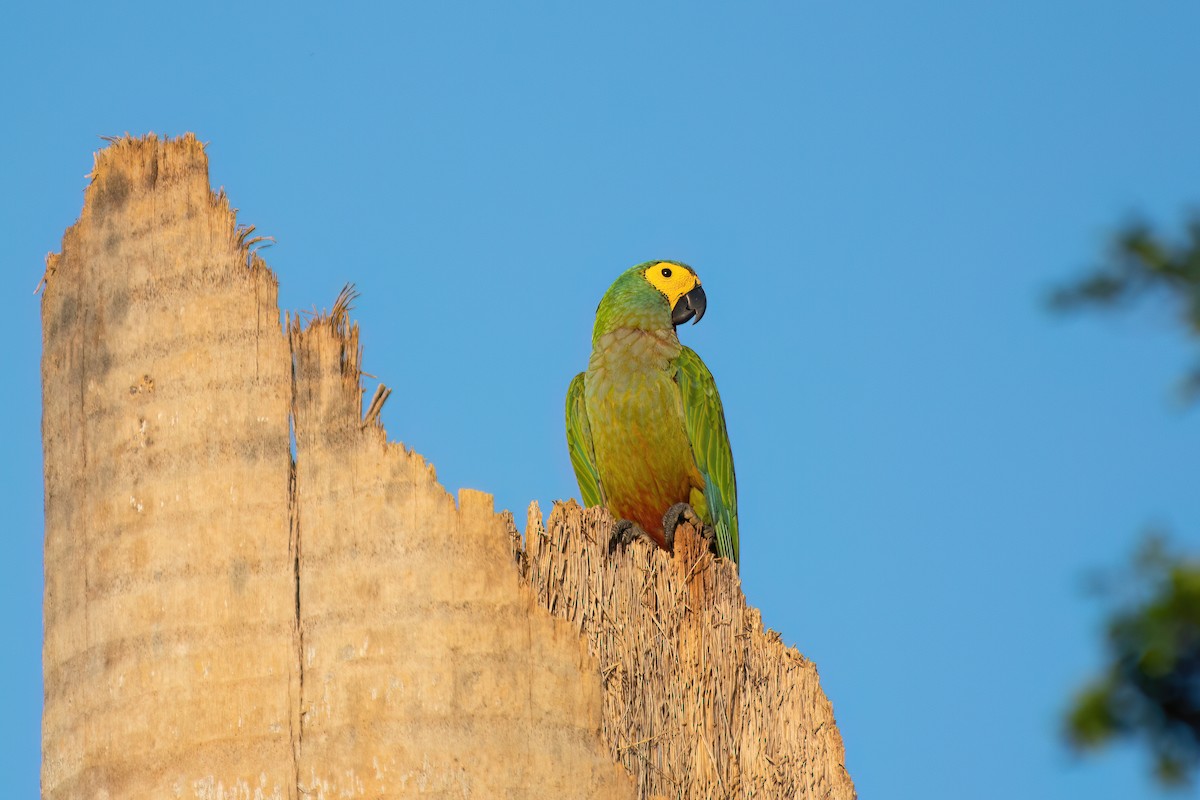 Red-bellied Macaw - Marcos Eugênio Birding Guide