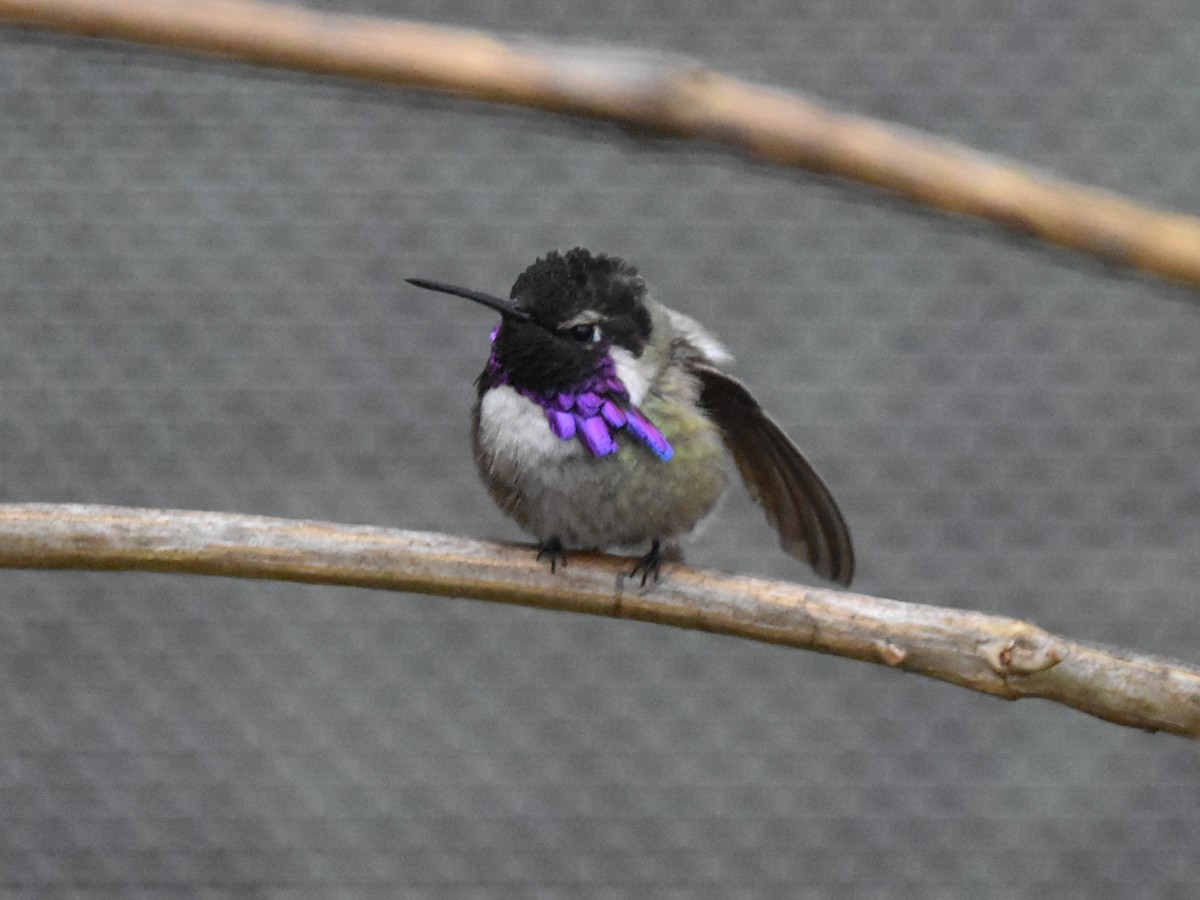 Mass Audubon EBird Checklist 22 Feb 2023 Arizona Sonora Desert 