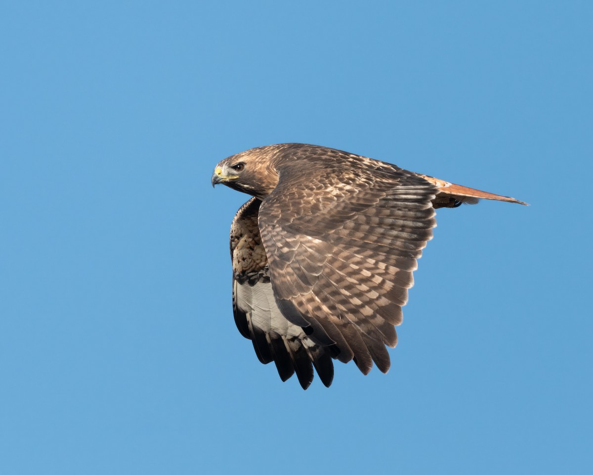 Red-tailed Hawk - ML540143881